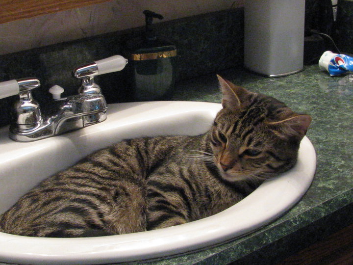 Our cat, Doodle