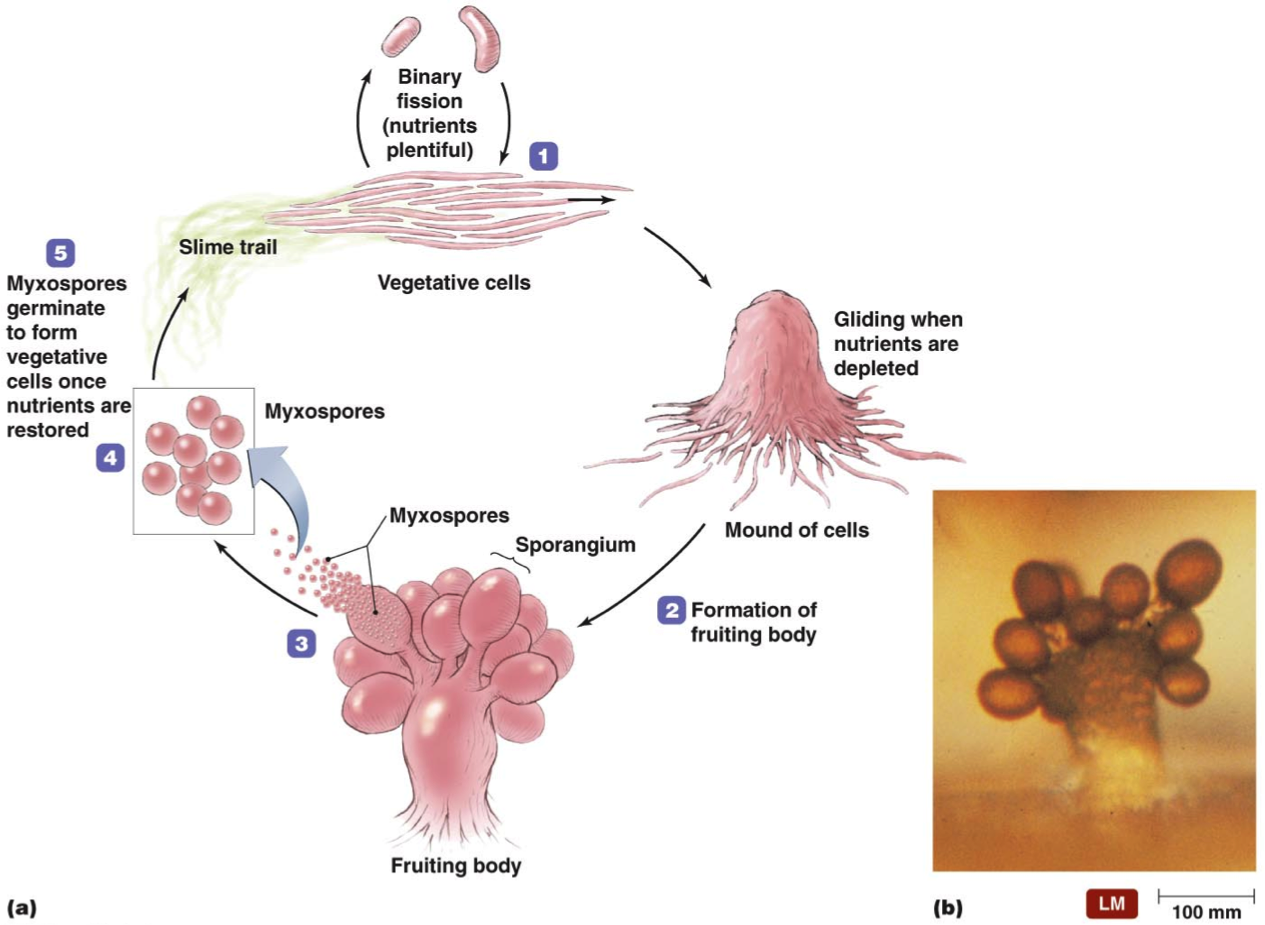 myxobacteria.png