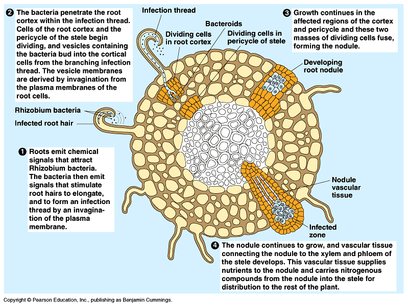 Bacterial Phylum: Proteobacteria - Pace University ePortfolio