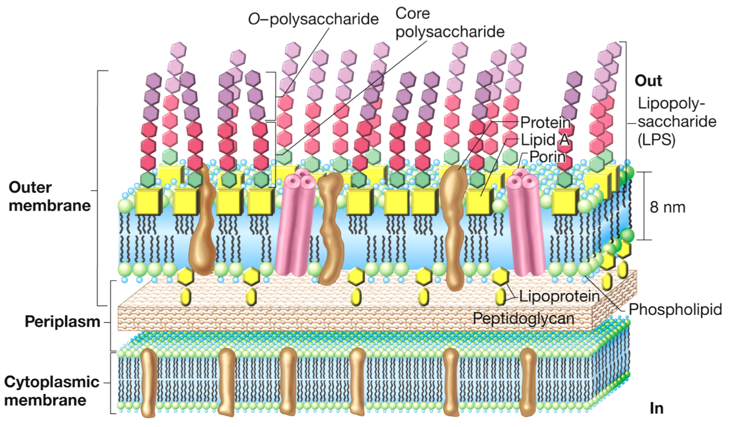 bacterial-phylum-proteobacteria-pace-university-eportfolio