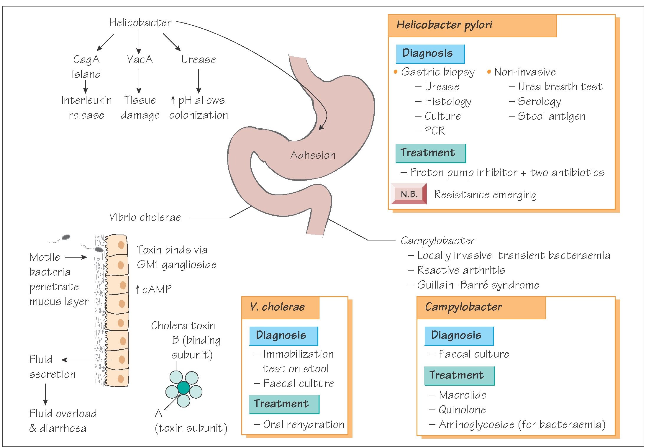 vibrio,helicbacter.jpg