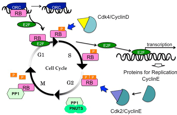 Pace University ePortfolio Biology Diagrams